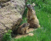77 Marmotte sulla porta di casa...